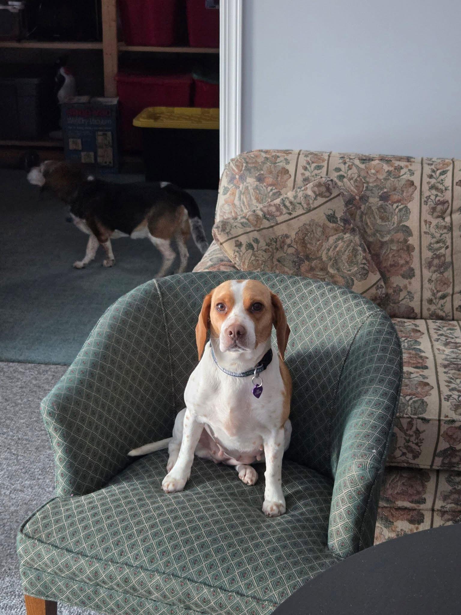 Enlarge GiGi, a Adopted Beagle in Clinton, MI image 1/1