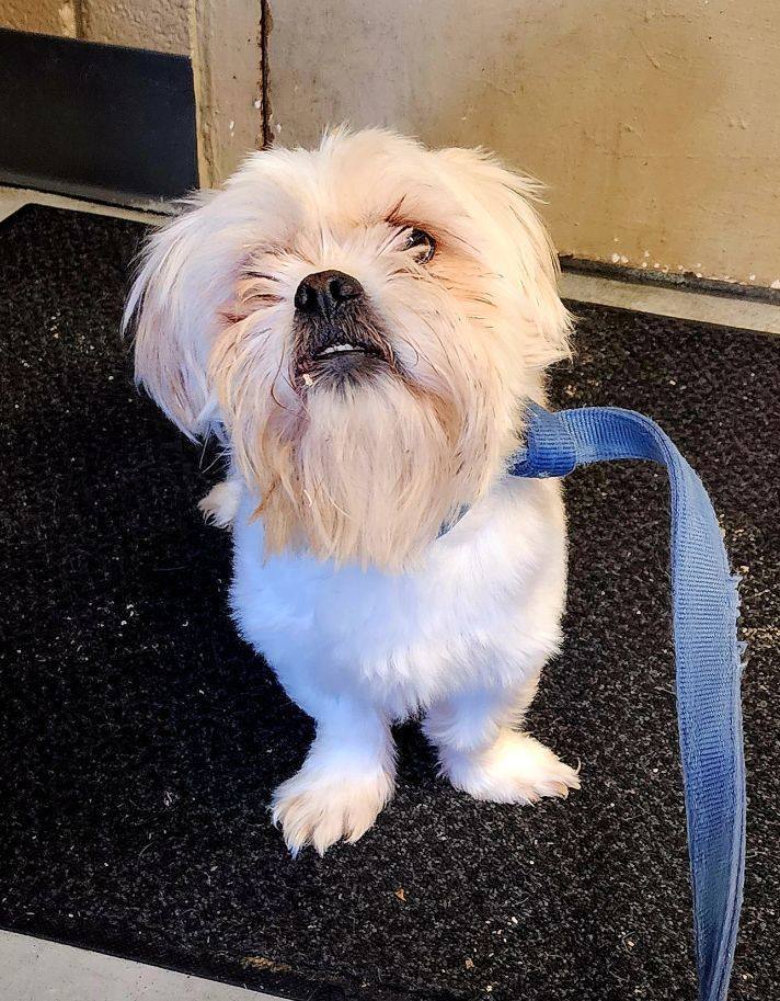 Dog for adoption Kiki, a Lhasa Apso Mix in Perth Amboy, NJ Petfinder
