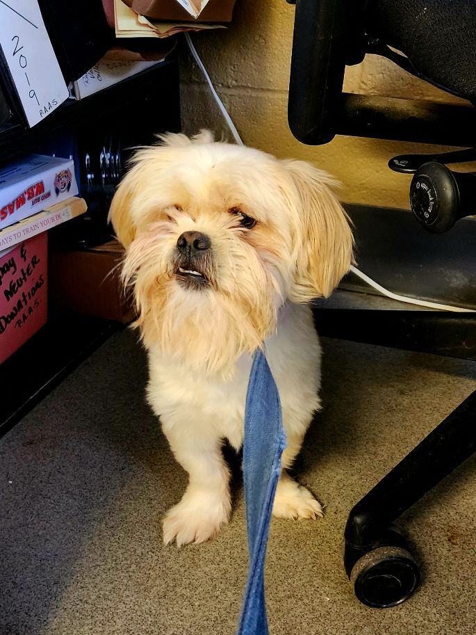 Dog for adoption Kiki, a Lhasa Apso Mix in Perth Amboy, NJ Petfinder