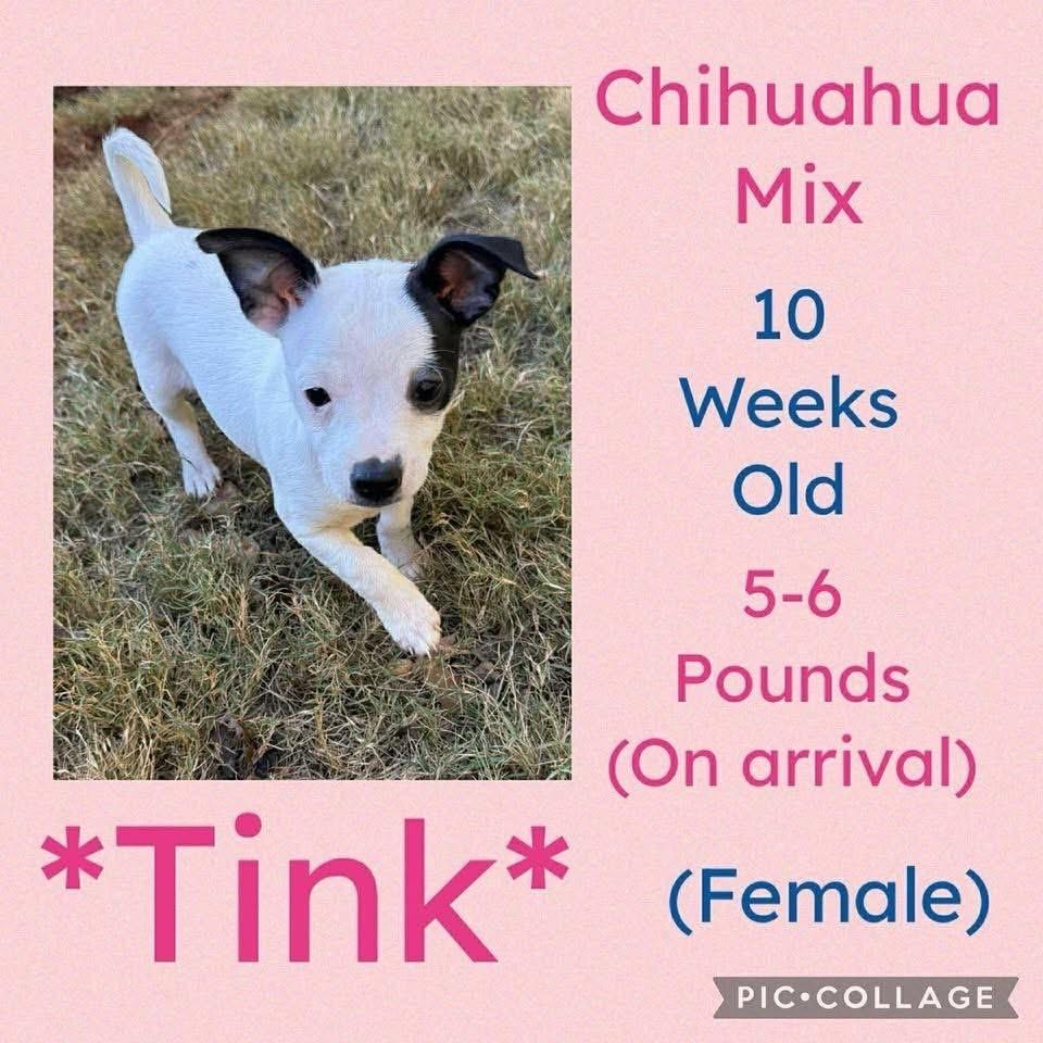 Tink, Adopted, Puppy Female Chihuahua.