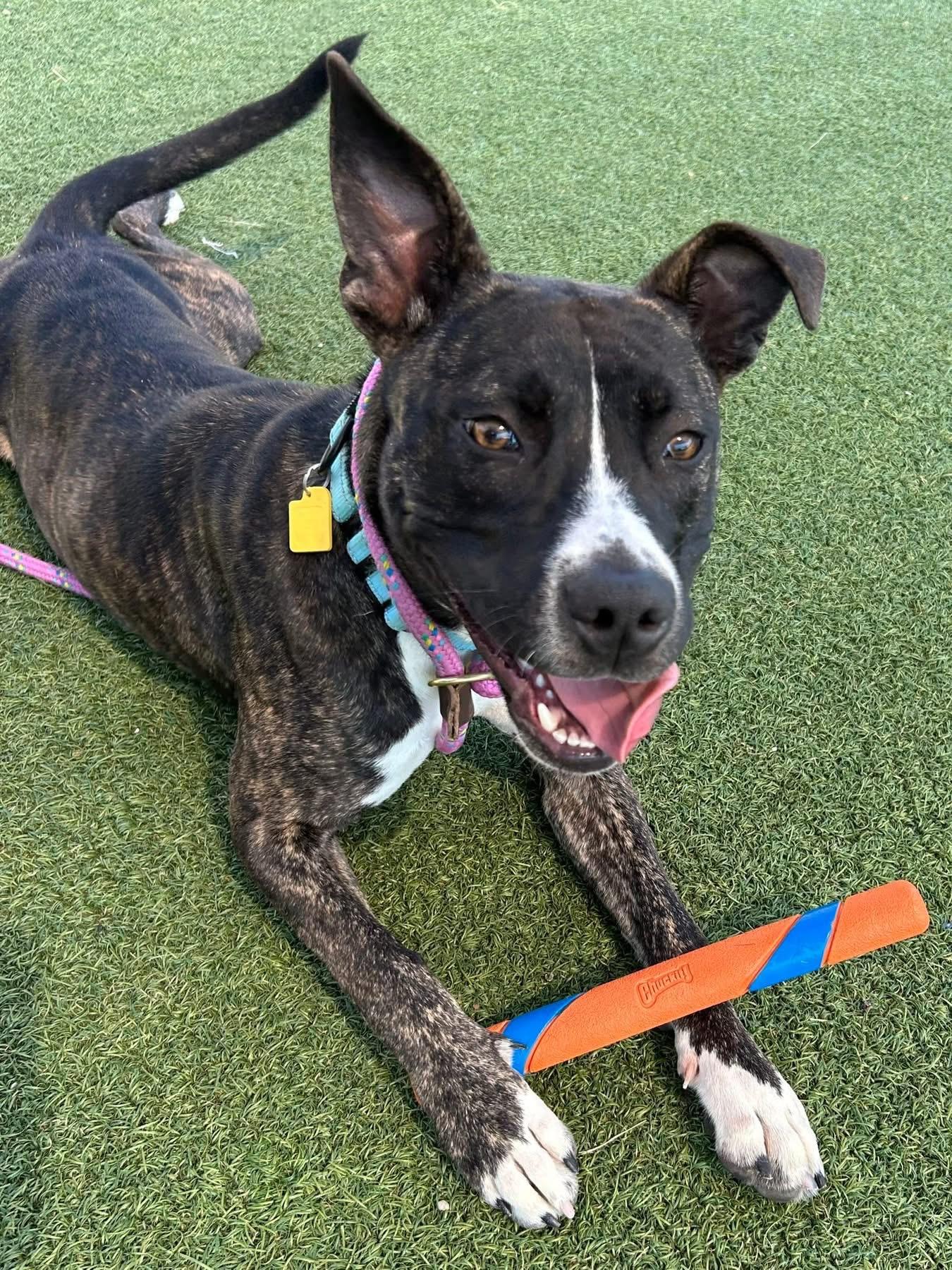 Rita, a Adoptable mixed breed in Cleveland, OH image 1/6