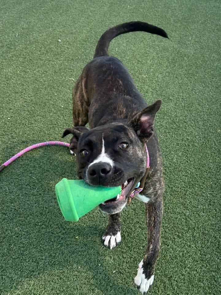 Rita, a Adoptable mixed breed in Cleveland, OH image 2/6