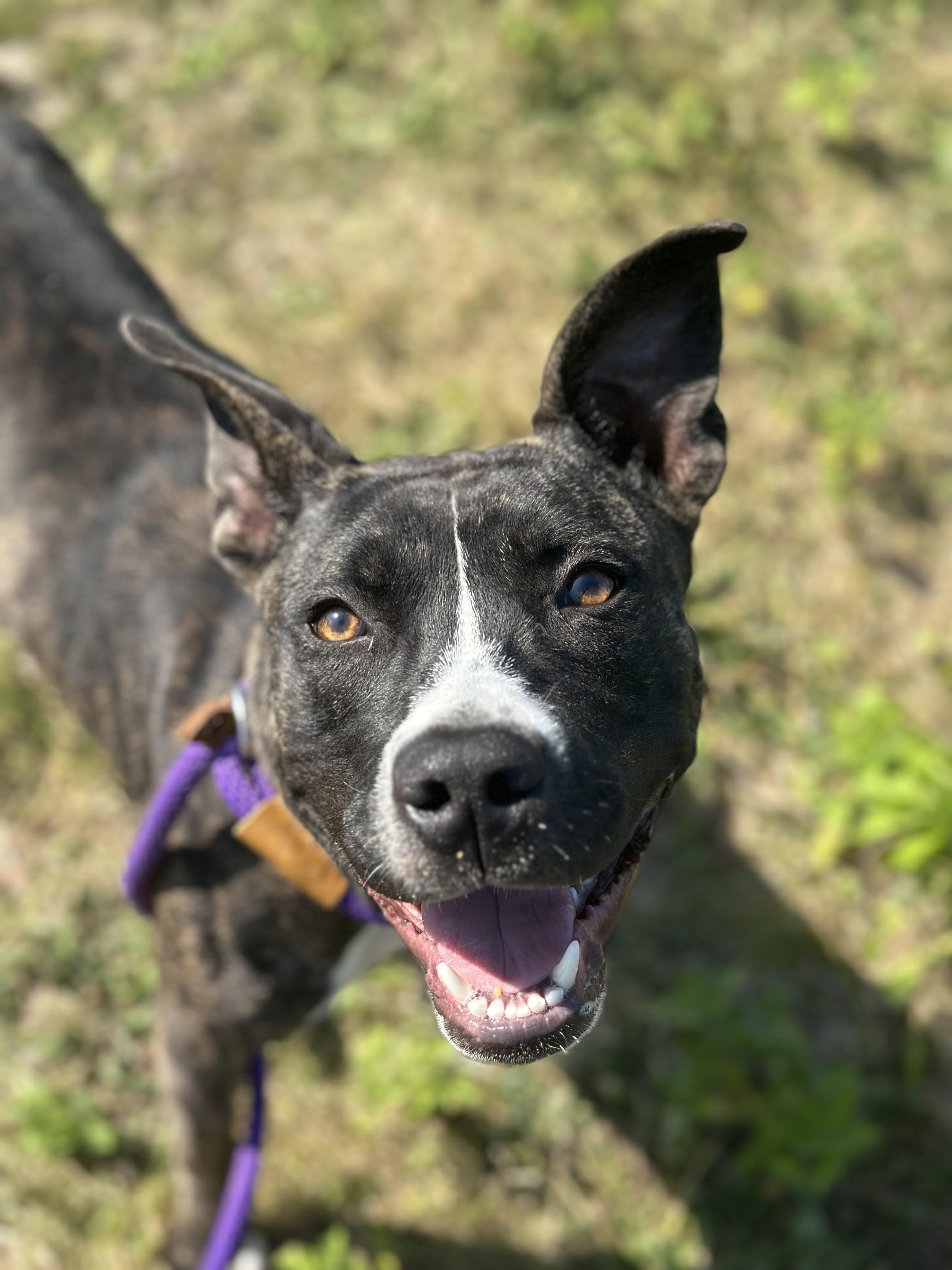 Rita, a Adoptable mixed breed in Cleveland, OH image 6/6