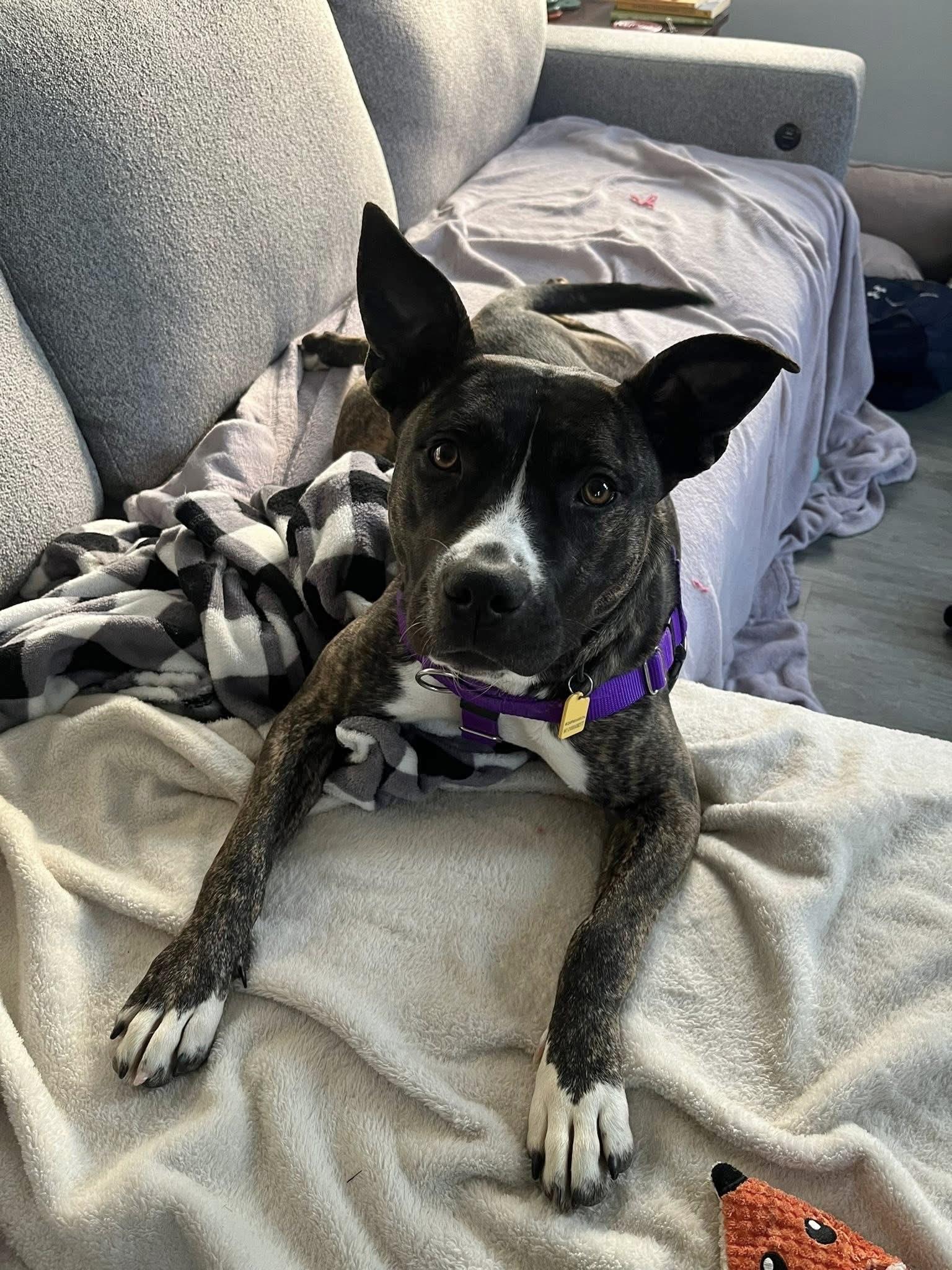 Rita, a Adoptable mixed breed in Cleveland, OH image 3/6