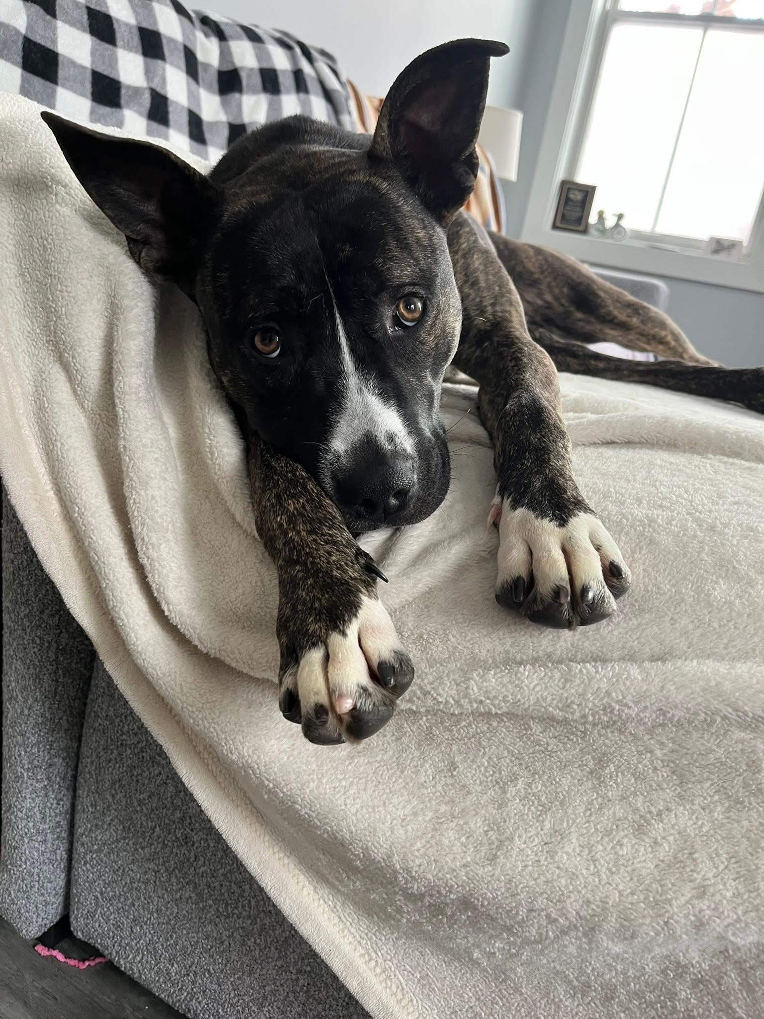 Rita, a Adoptable mixed breed in Cleveland, OH image 4/6