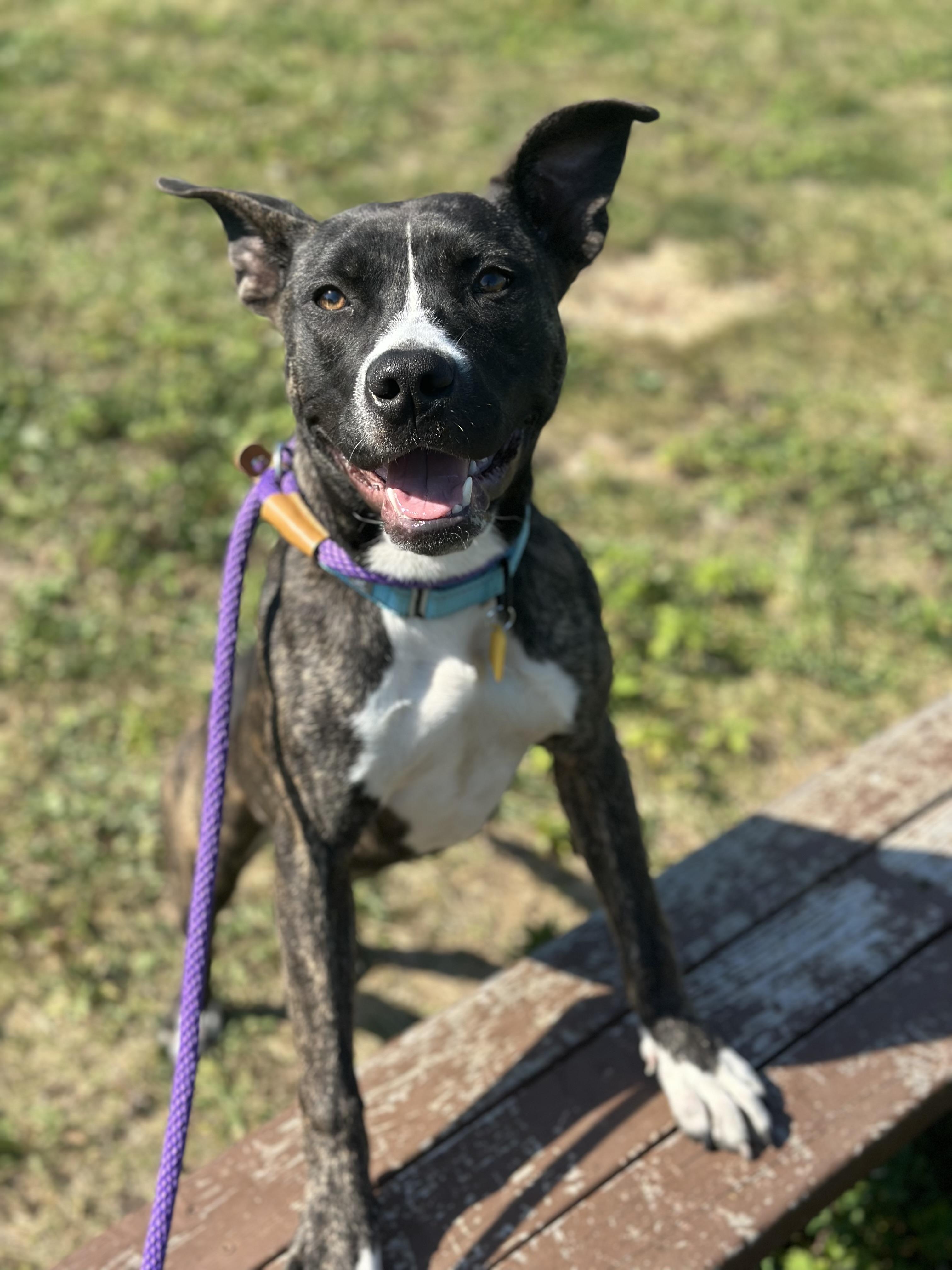 Rita, a Adoptable mixed breed in Cleveland, OH image 5/6