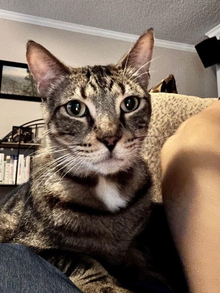 Enlarge Leo, a Adoptable Tabby in Jacksonville, AR image 1/5