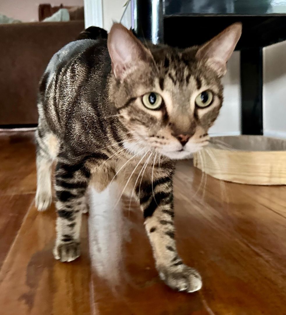 Enlarge Leo, a Adoptable Tabby in Jacksonville, AR image 2/5