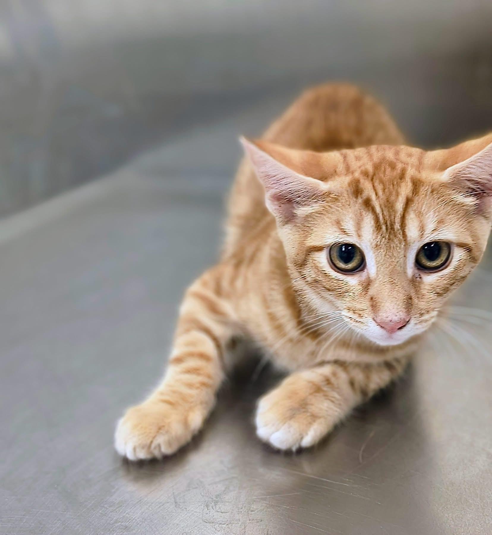 Enlarge Meatball, a Adoptable Domestic Short Hair in Oriental , NC image 1/1