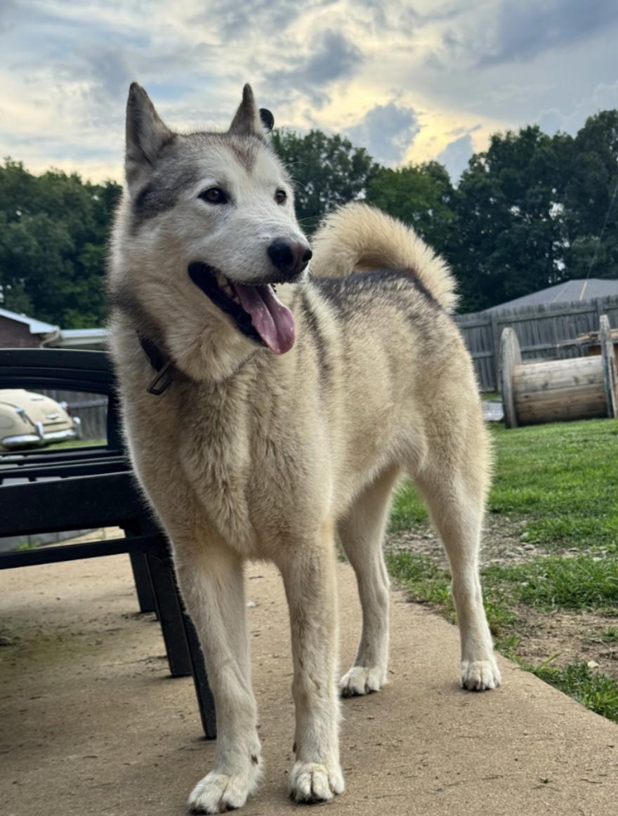 Yuma, a ADOPTABLE mixed breed in Franklin, TN image 4/4