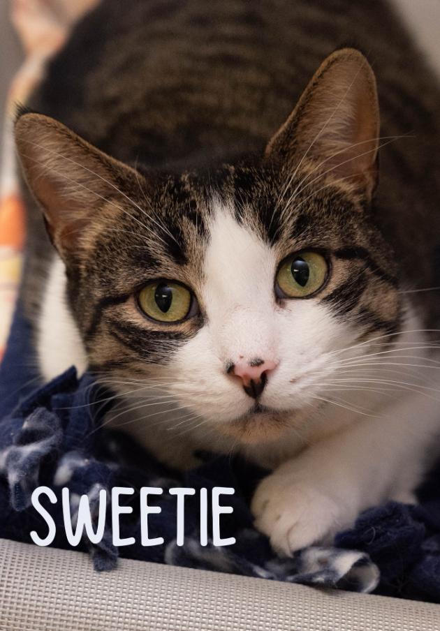 Enlarge Sweetie, a Adoptable Domestic Short Hair in Temple, PA image 1/1