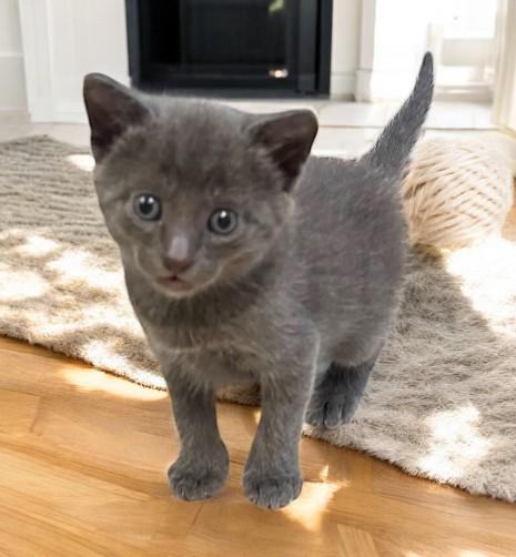 Ashun, an adoptable Silver in DELRAY Beach, FL, 33445 | Photo Image 1