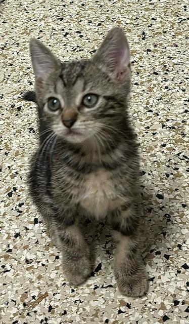 Kazoo, Baby Male Domestic Short Hair