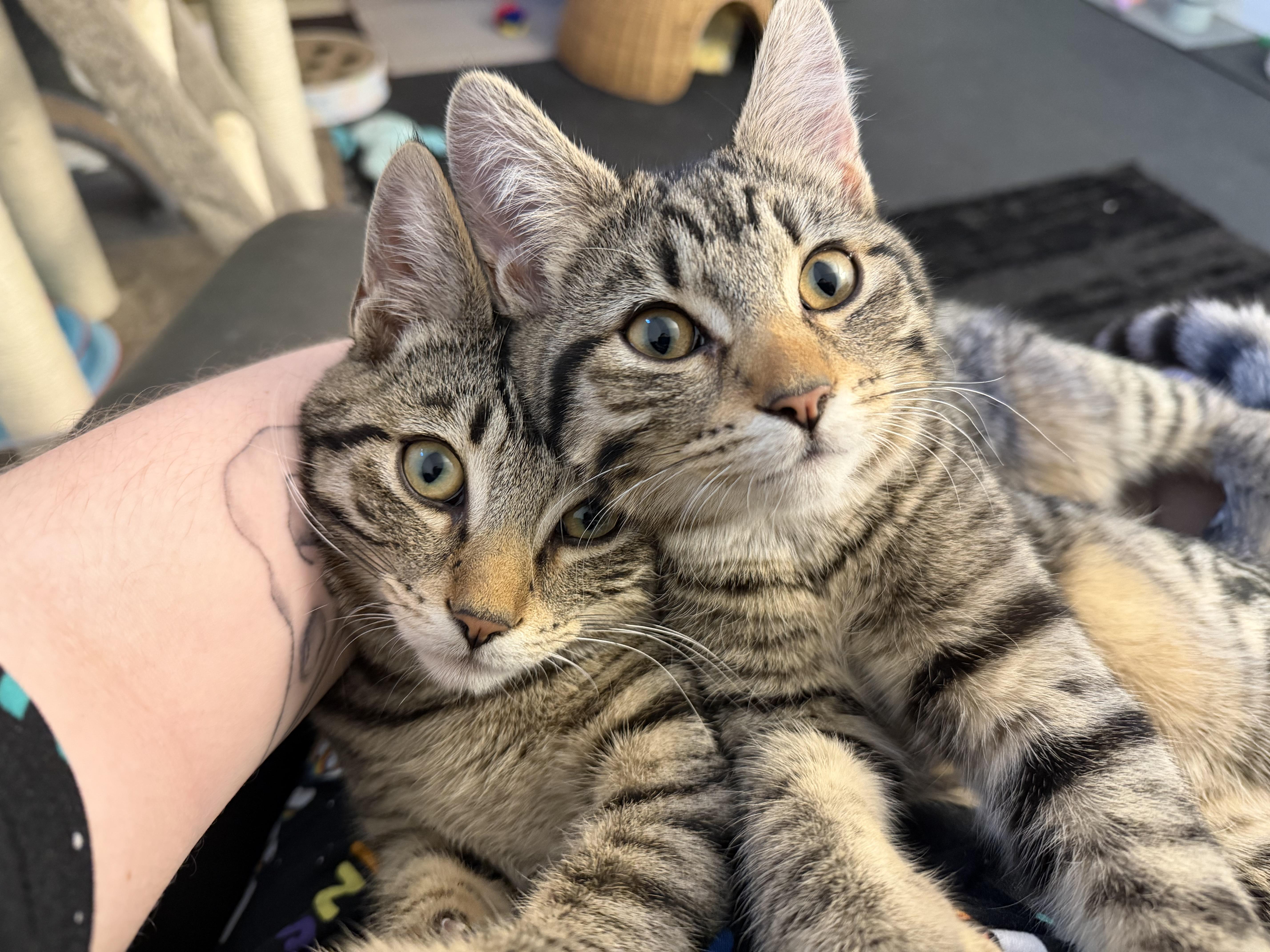 Clover, Adoptable, Kitten Female Domestic Short Hair.