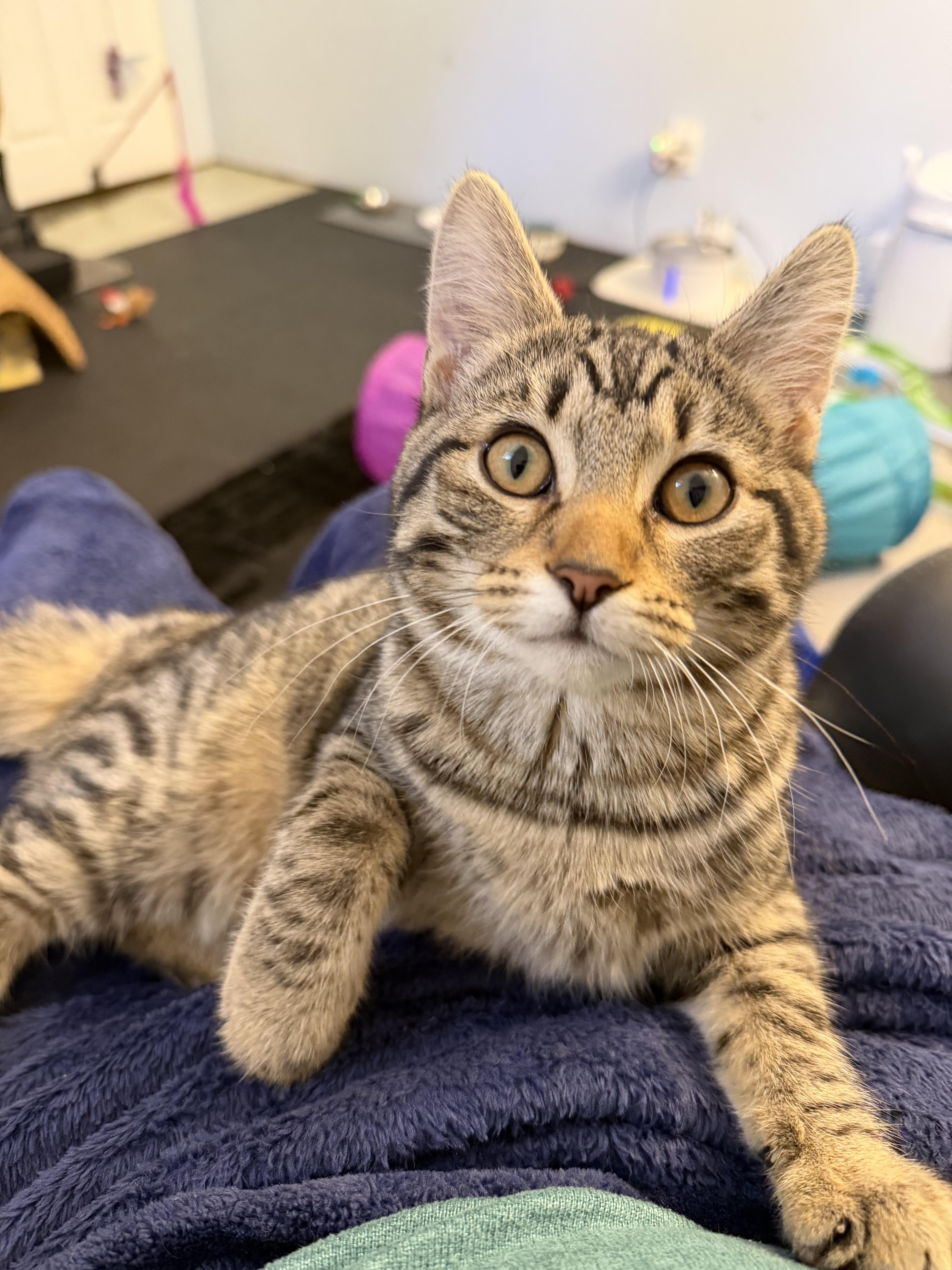 Clover, a Adoptable mixed breed in Kamloops, BC image 2/6