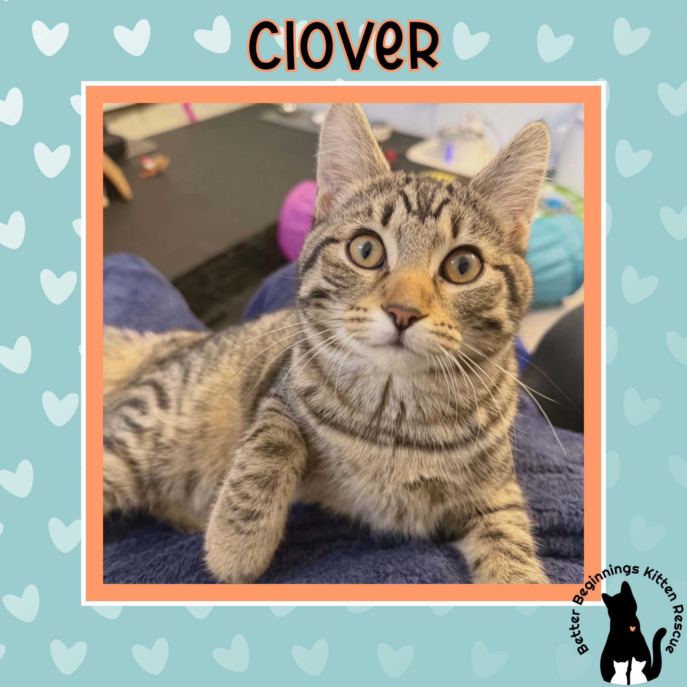 Clover, a Adoptable mixed breed in Kamloops, BC image 3/6