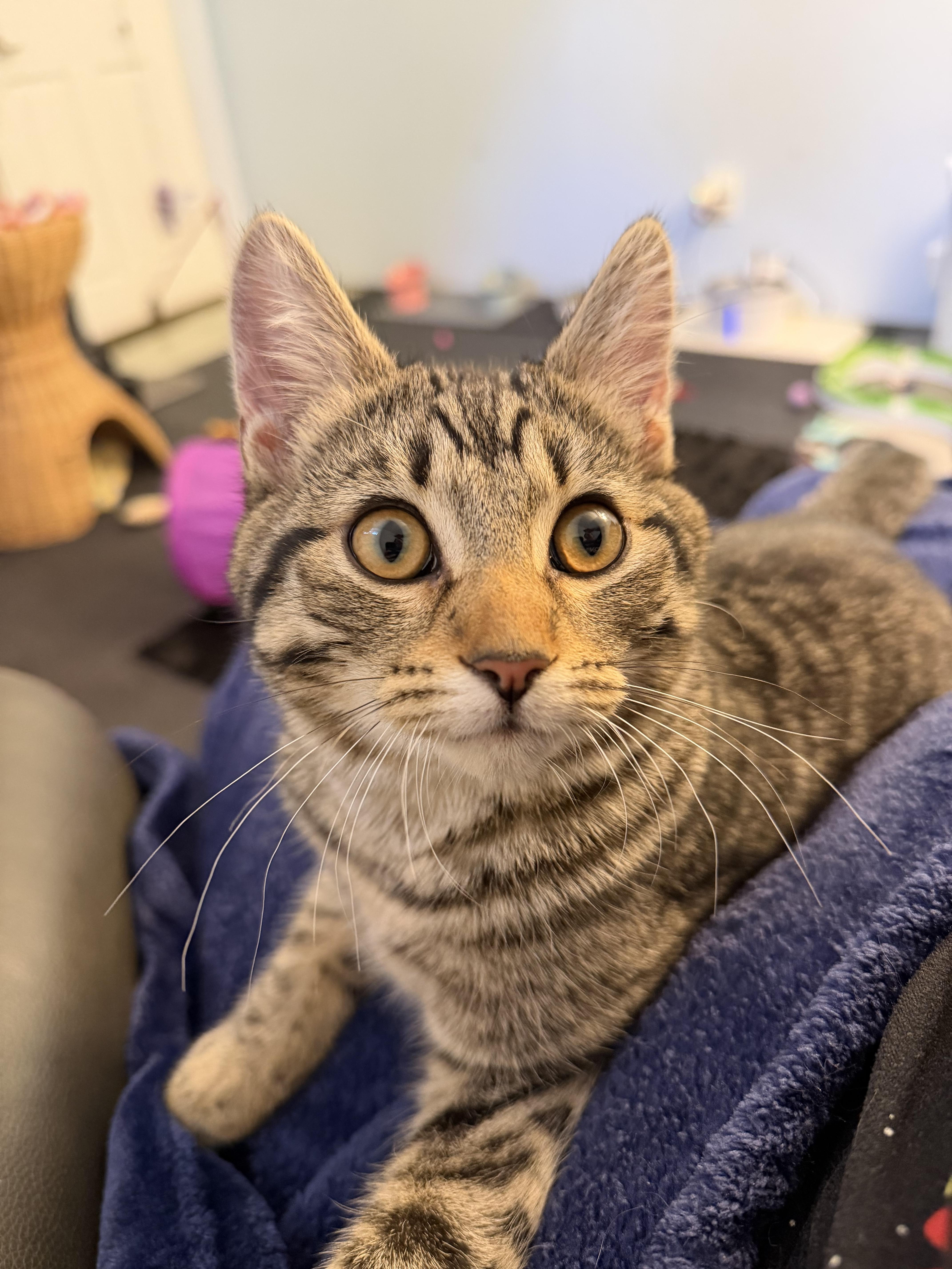 Clover, a Adoptable mixed breed in Kamloops, BC image 4/6