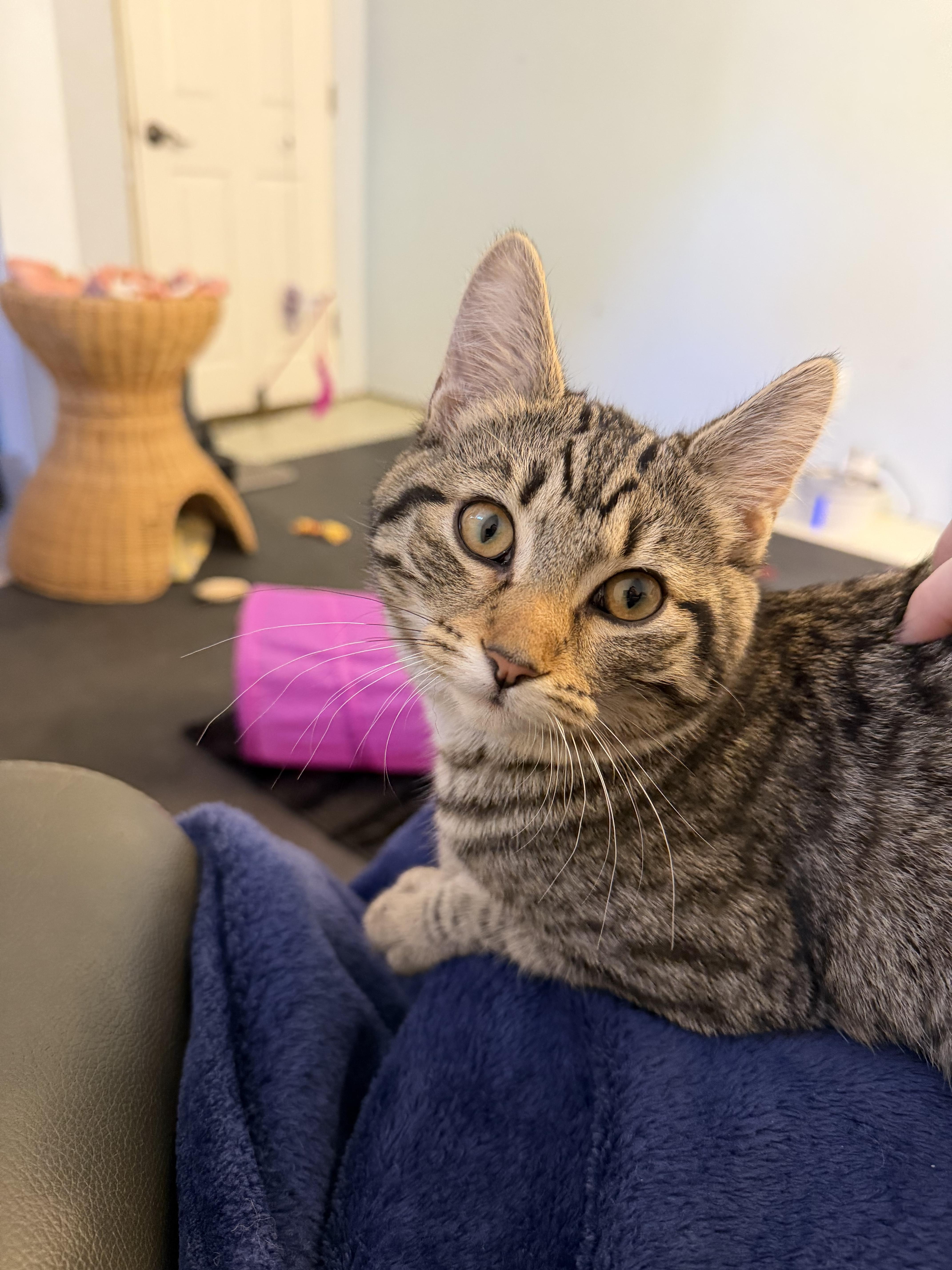 Clover, a Adoptable mixed breed in Kamloops, BC image 5/6