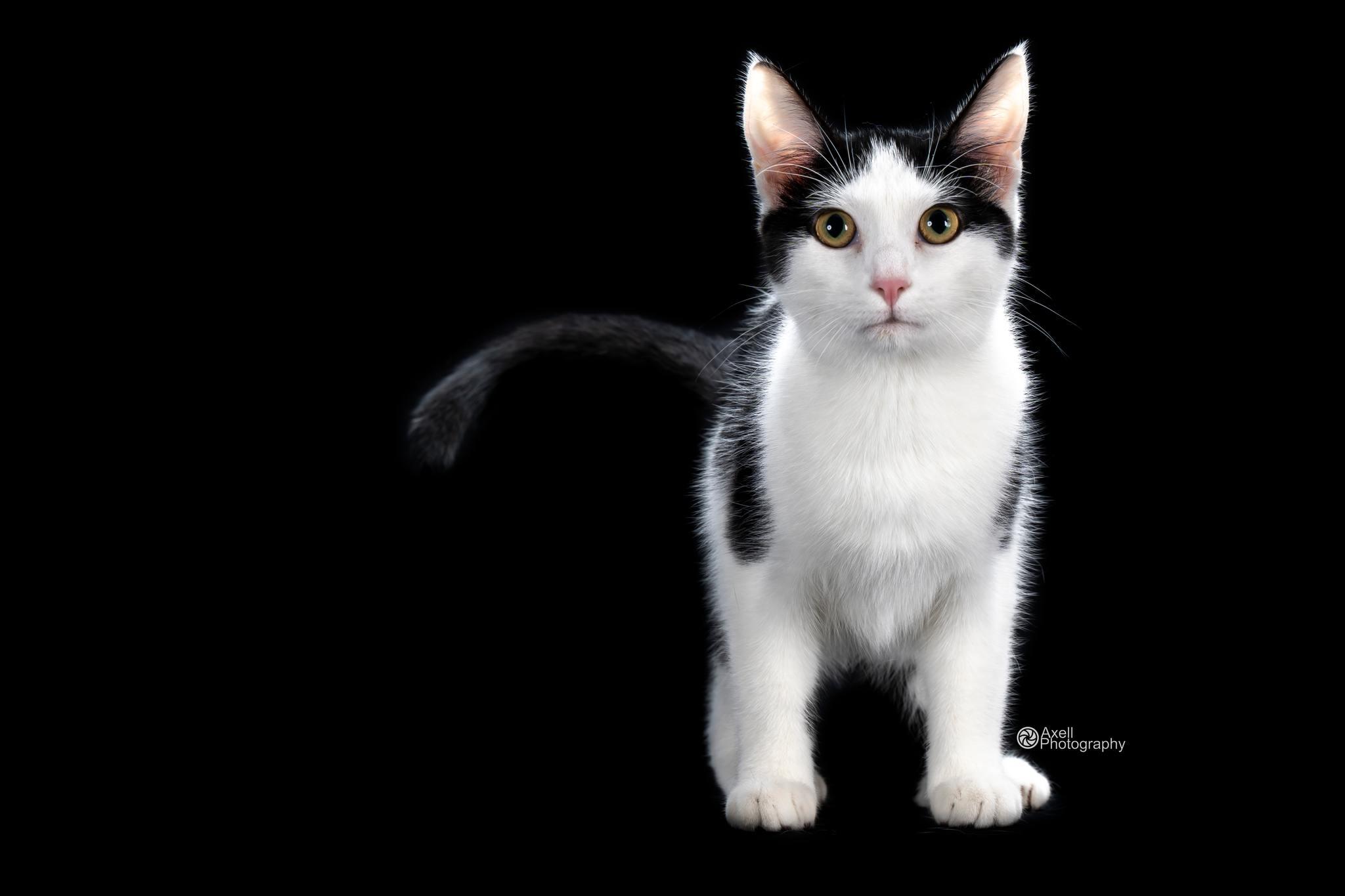 Sorry!, an adoptable Domestic Short Hair in Winthrop, ME, 04364 | Photo Image 1