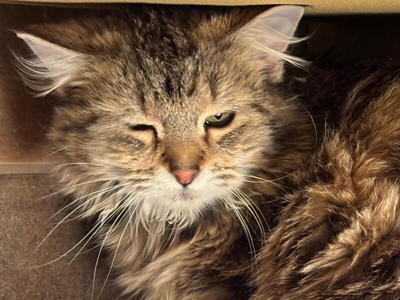 Enlarge Chai Latte, a Adoptable Domestic Long Hair in Westminster, CO image 1/6