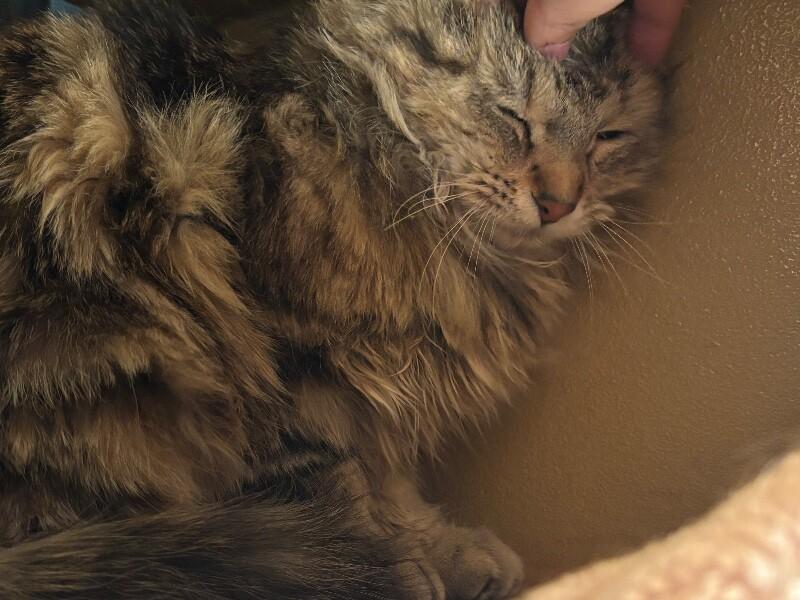 Enlarge Chai Latte, a Adoptable Domestic Long Hair in Westminster, CO image 2/6