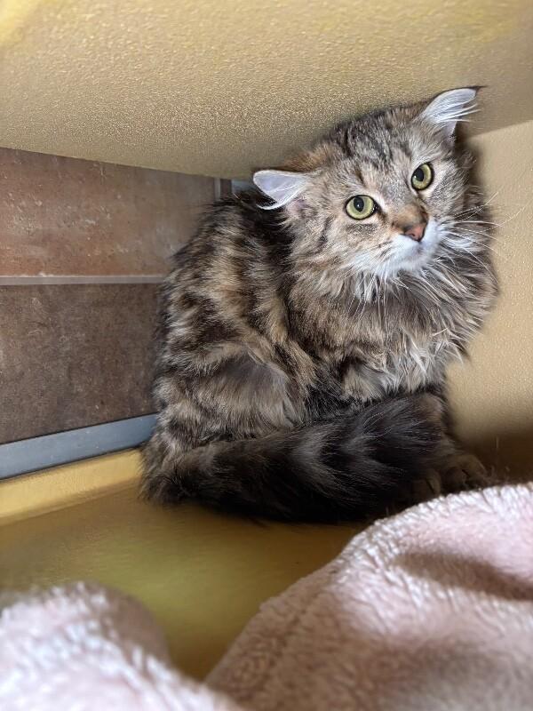 Enlarge Chai Latte, a Adoptable Domestic Long Hair in Westminster, CO image 3/6