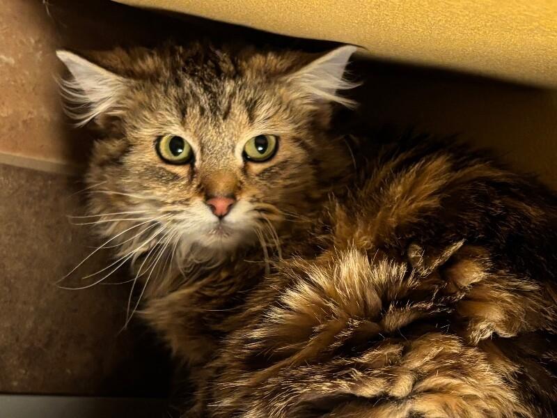 Enlarge Chai Latte, a Adoptable Domestic Long Hair in Westminster, CO image 4/6