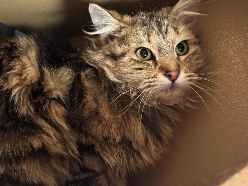 Enlarge Chai Latte, a Adoptable Domestic Long Hair in Westminster, CO image 5/6