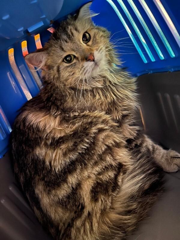 Enlarge Chai Latte, a Adoptable Domestic Long Hair in Westminster, CO image 6/6