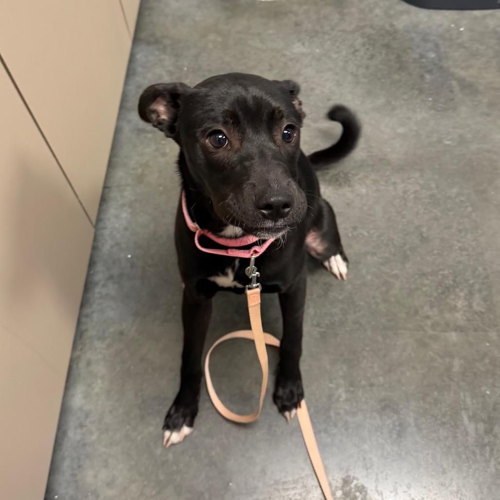 Kanga, Adoptable, Young Female Mixed Breed.