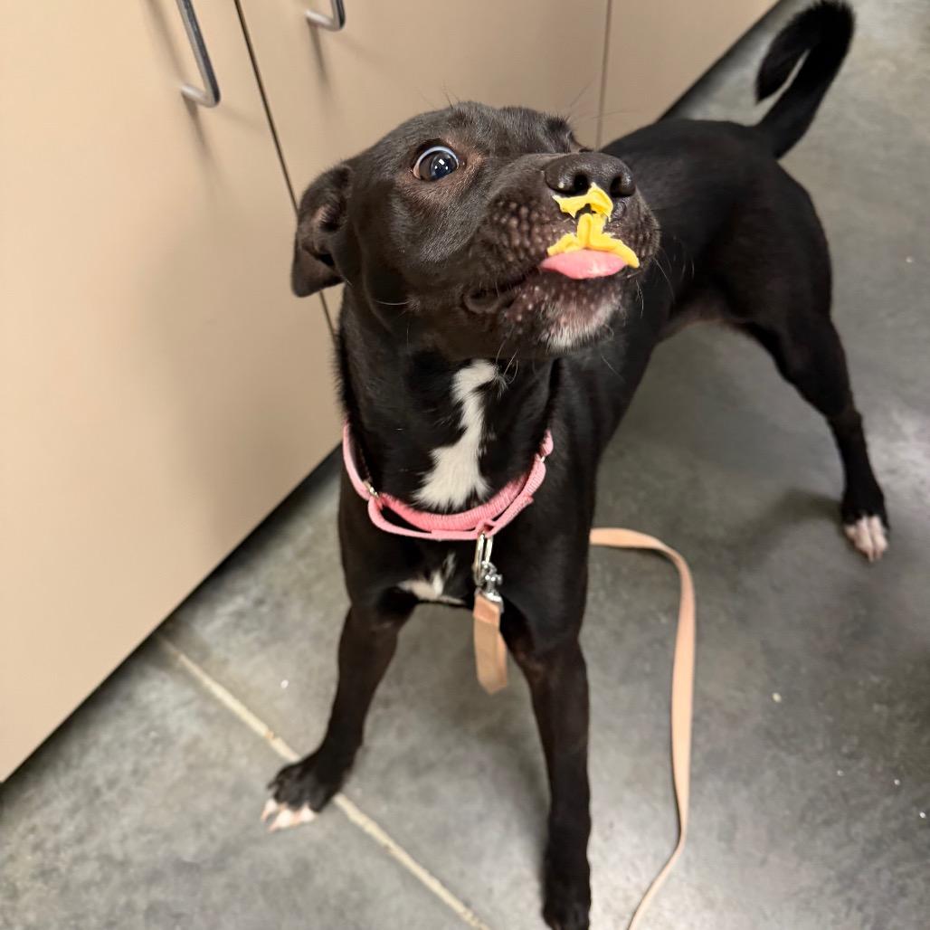 Enlarge Kanga, a Adoptable Mixed Breed in Dickinson, TX image 2/6