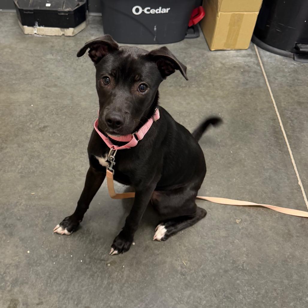Enlarge Kanga, a Adoptable Mixed Breed in Dickinson, TX image 4/6