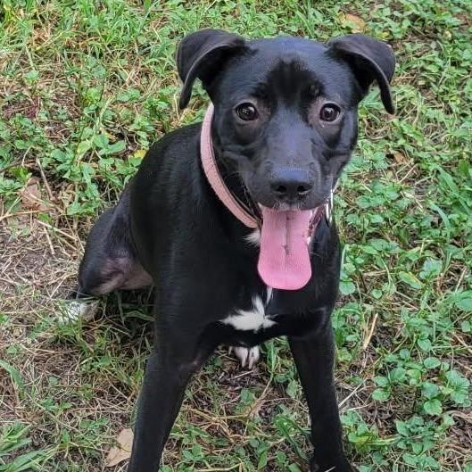Enlarge Kanga, a Adoptable Mixed Breed in Dickinson, TX image 5/6