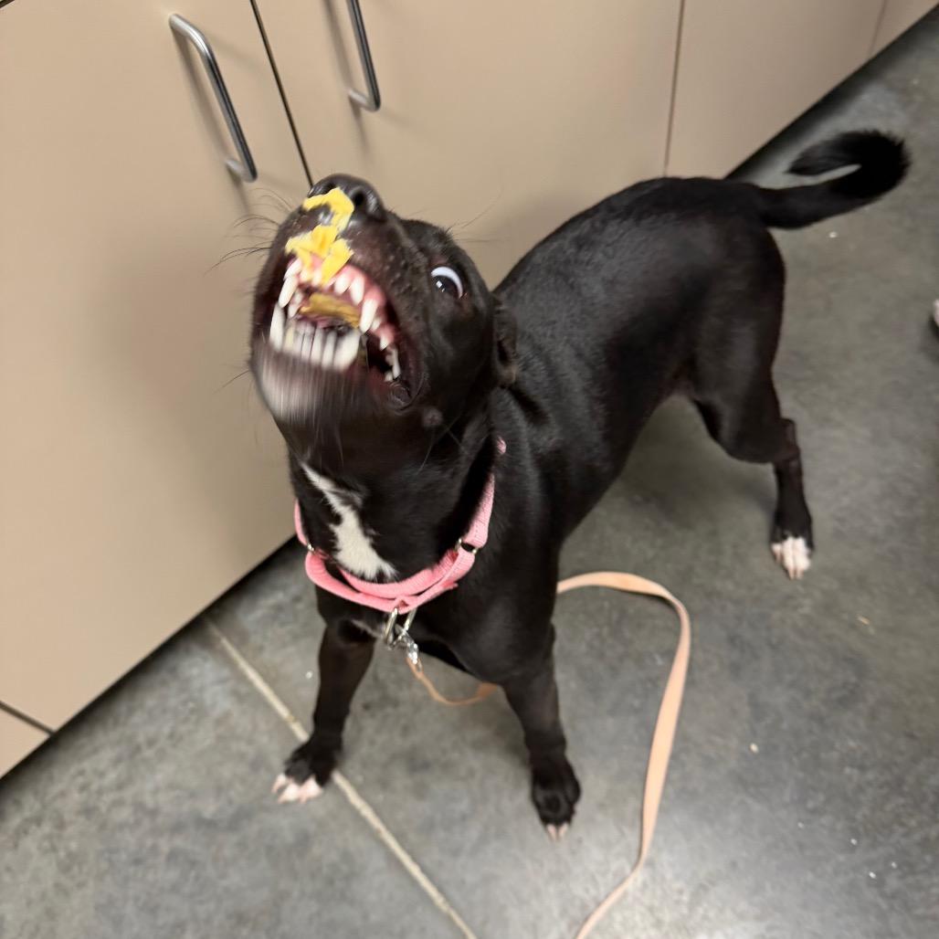 Enlarge Kanga, a Adoptable Mixed Breed in Dickinson, TX image 6/6
