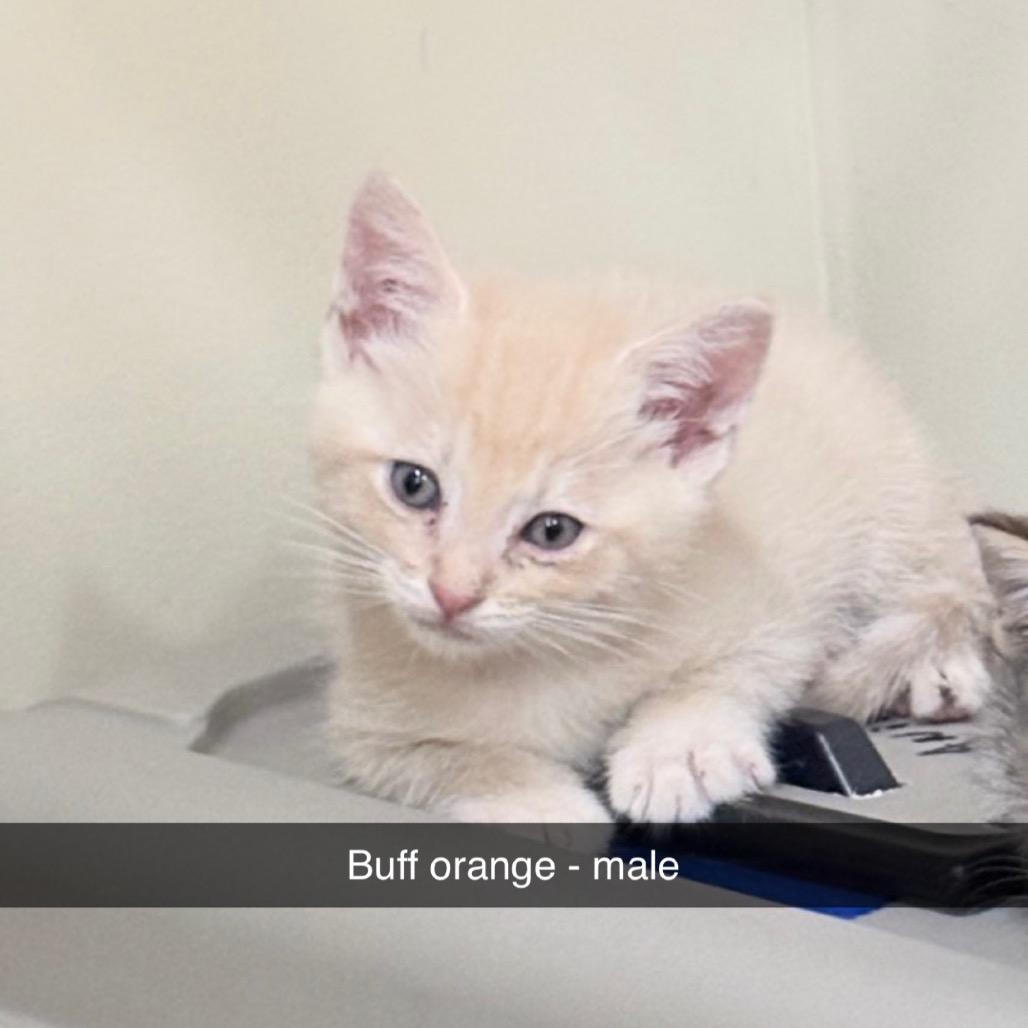 Otis, Adoptable, Kitten Male Domestic Short Hair.