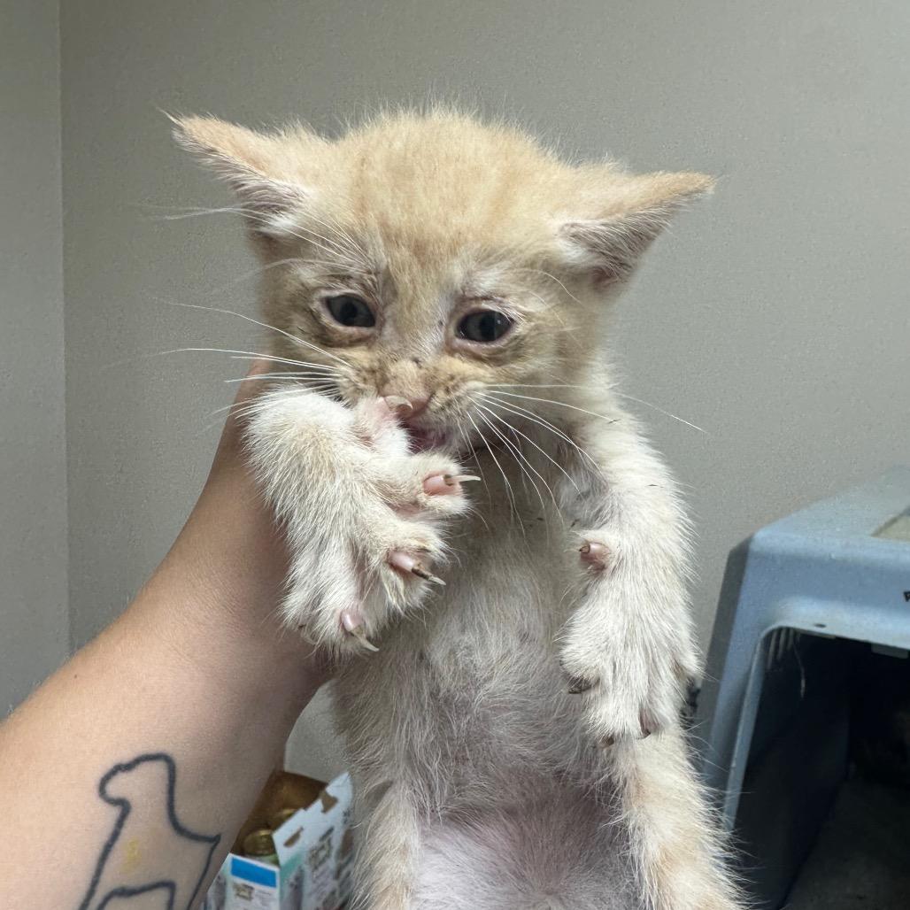 Otis, a Adoptable Domestic Short Hair in Shelbyville, IL image 2/2