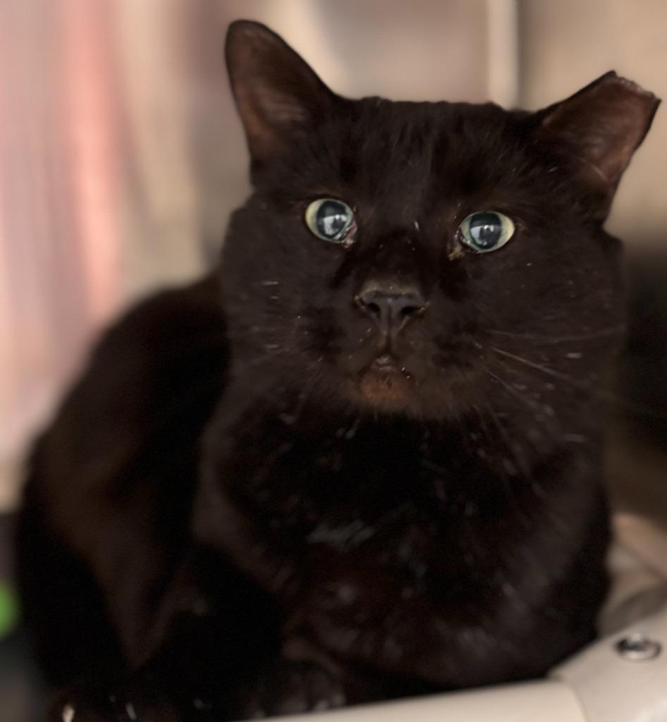 Vespurr, Adoptable, Young Male Domestic Short Hair.