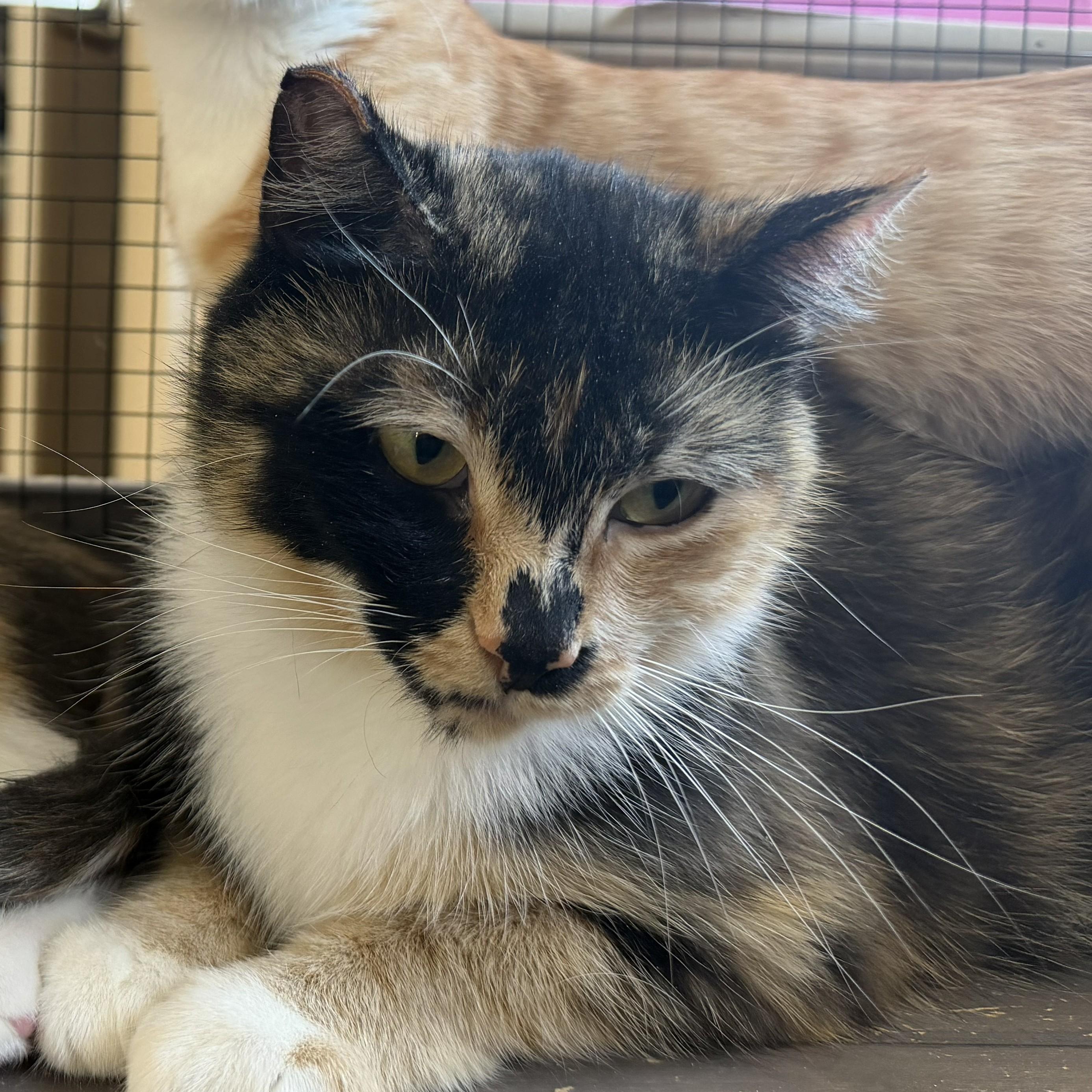 Buttons, Adoptable, Young Female Domestic Medium Hair.