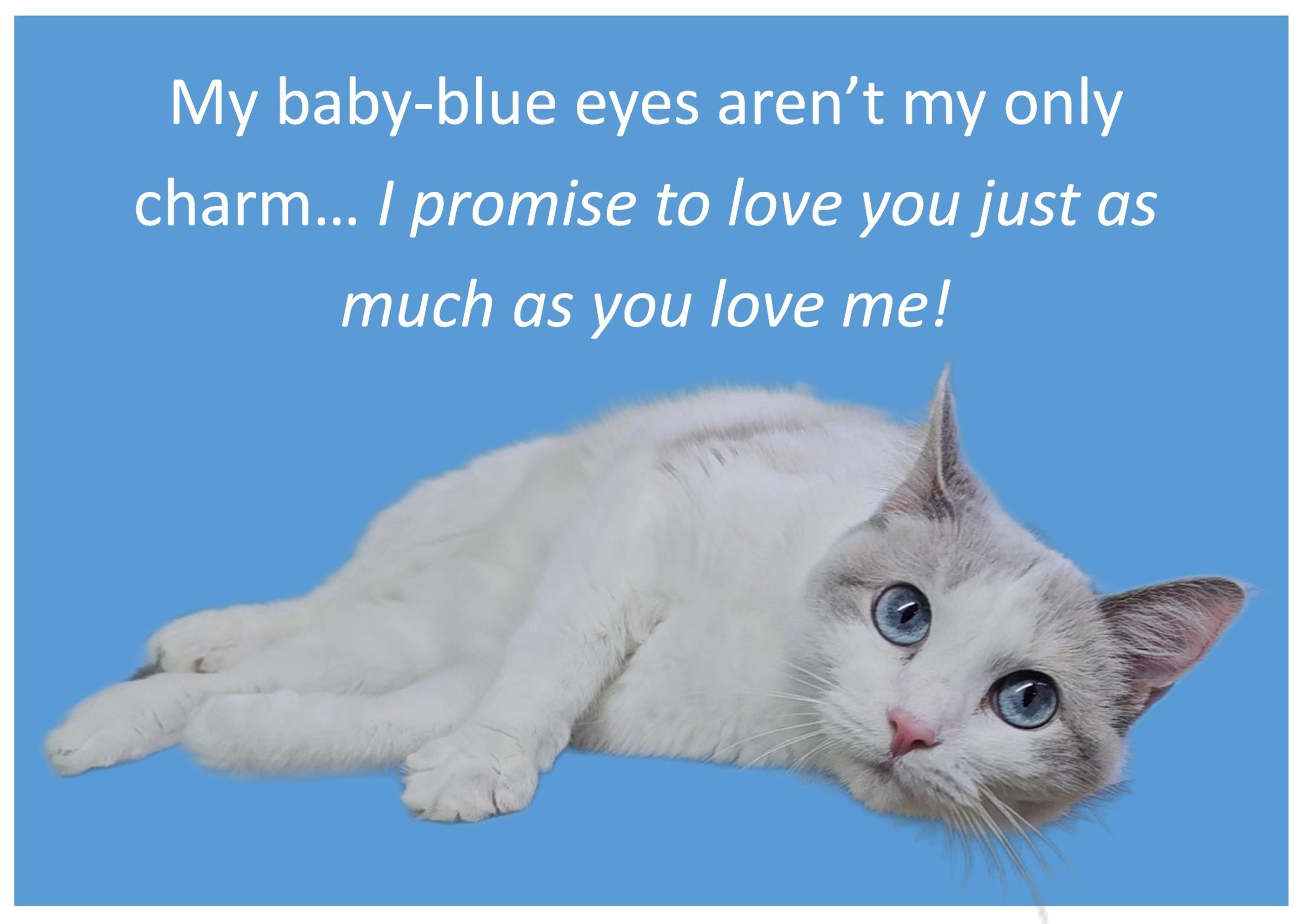 Arctic, an adopted Domestic Short Hair in Pinedale, WY image 1/5