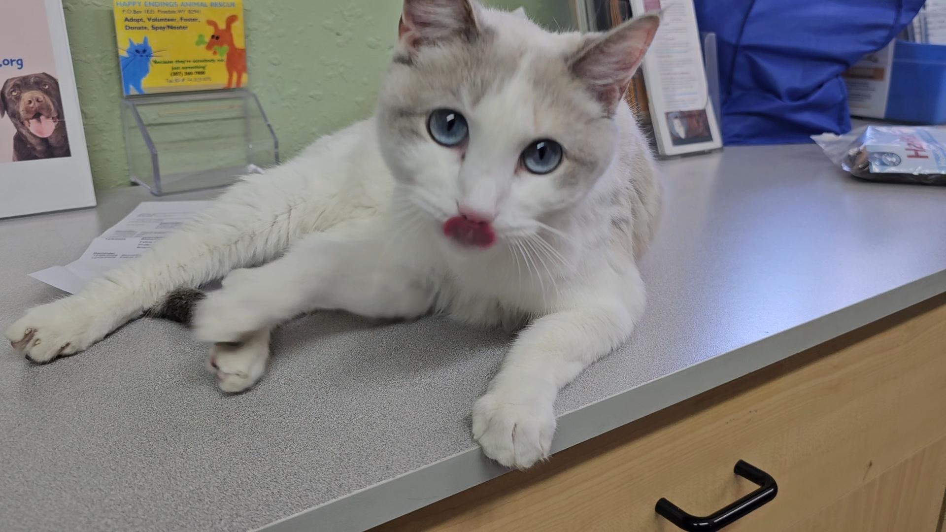 Arctic, an adopted Domestic Short Hair in Pinedale, WY image 2/5