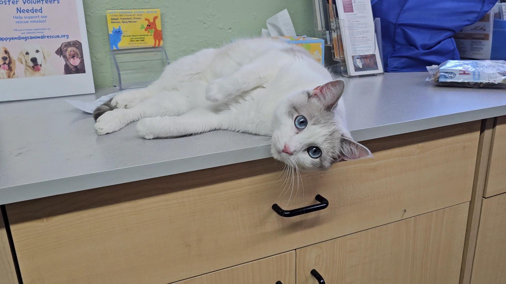 Arctic, an adopted Domestic Short Hair in Pinedale, WY image 3/5