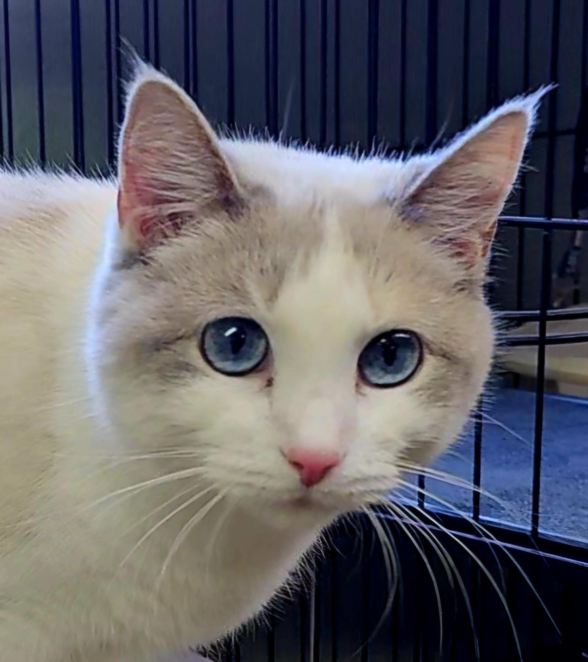 Arctic, an adopted Domestic Short Hair in Pinedale, WY image 4/5