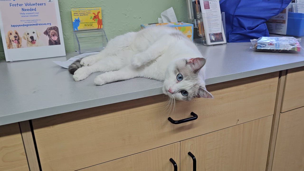 Enlarge Arctic, an adopted Domestic Short Hair in Pinedale, WY video 5/5