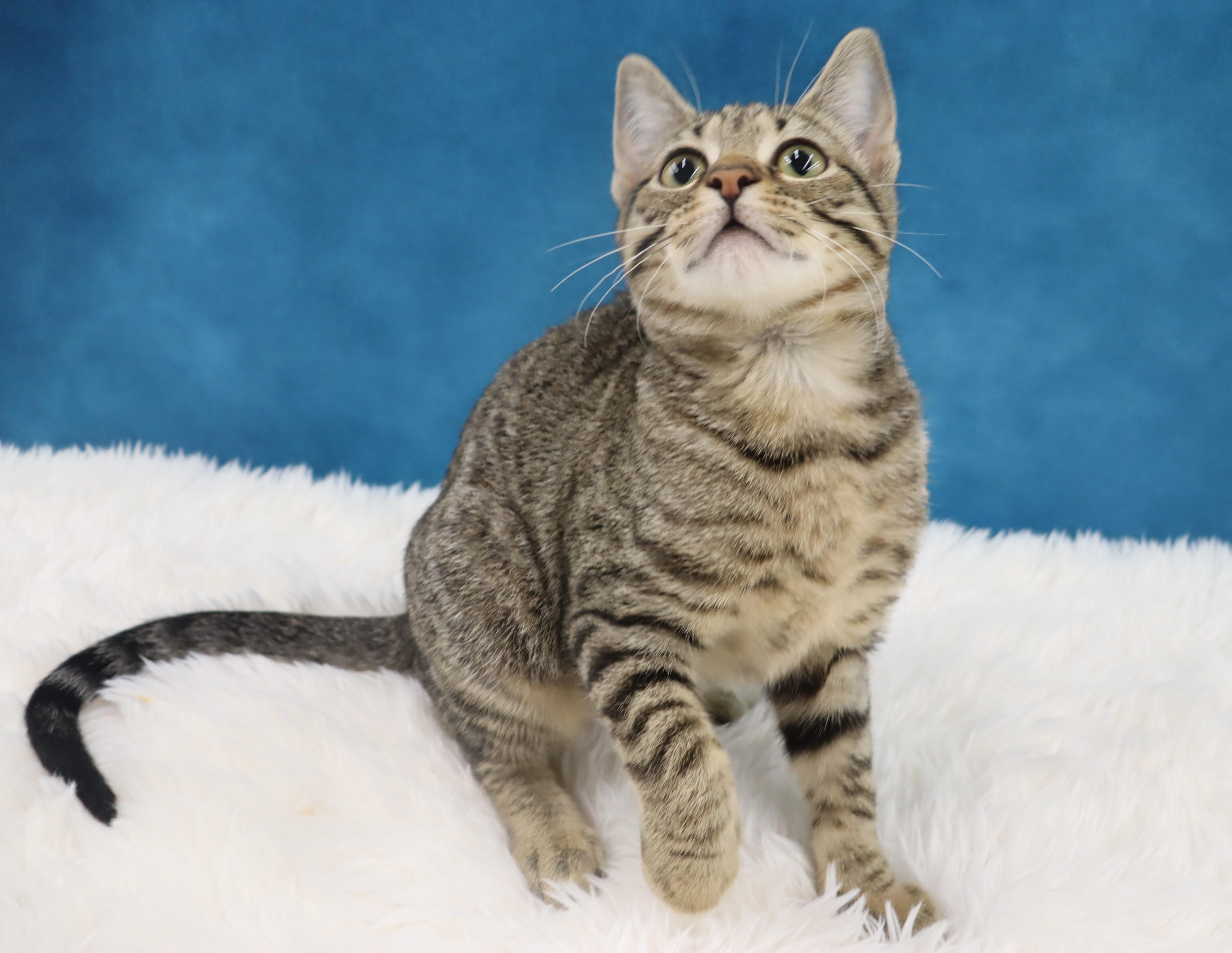 Enlarge Roz, a ADOPTABLE mixed breed in League City, TX image 2/2