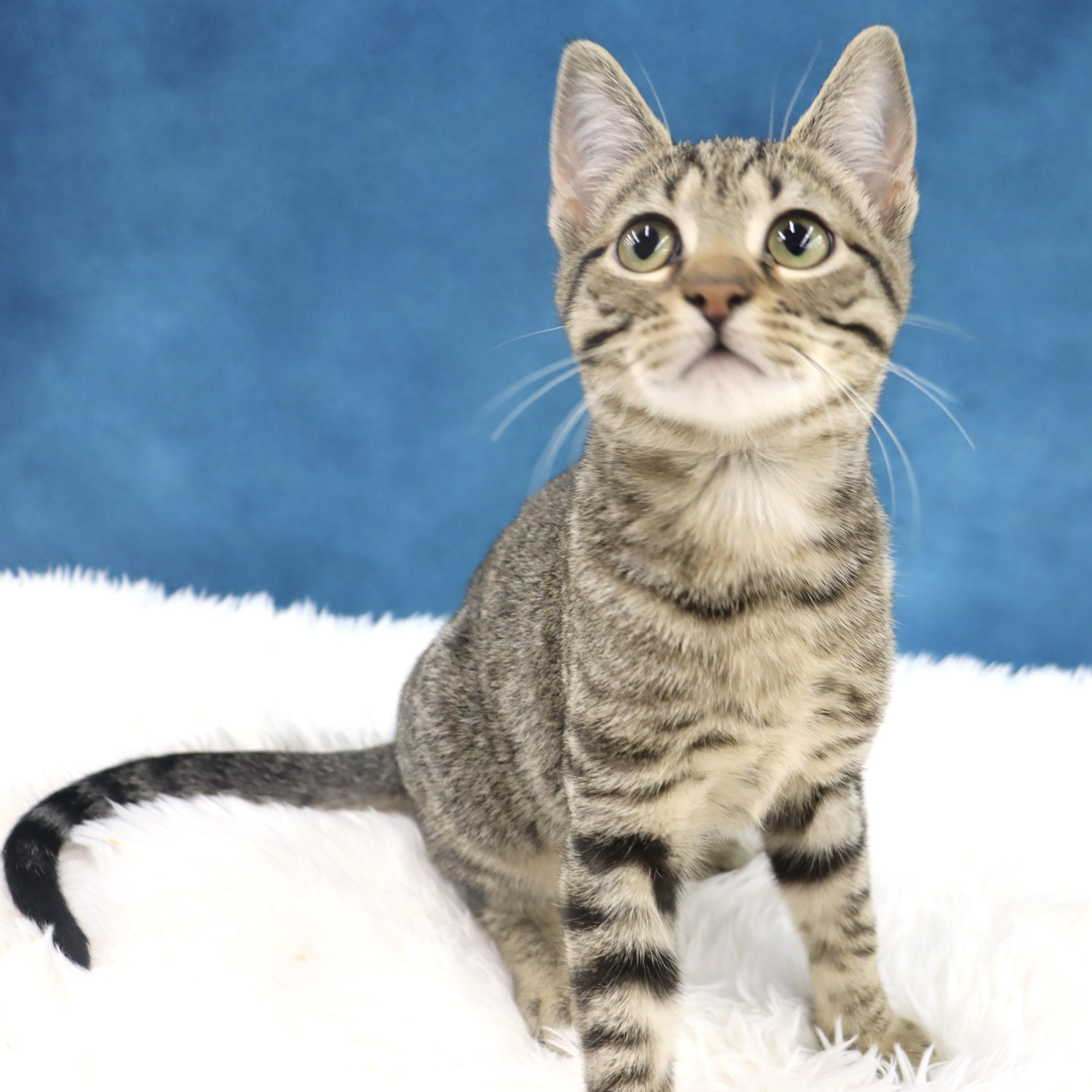 Enlarge Roz, a ADOPTABLE mixed breed in League City, TX image 1/2