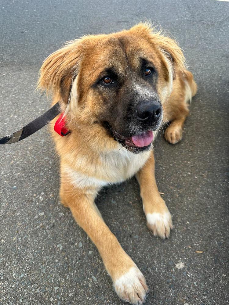 Cayenne, Adoptable, Adult Female Saint Bernard.