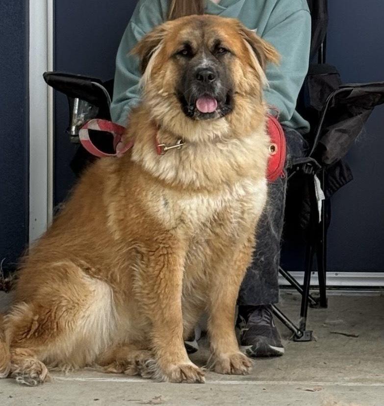 Cayenne, Adoptable, Adult Female Saint Bernard.