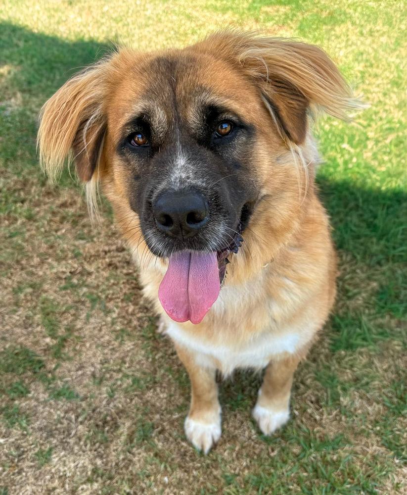 Cayenne, a Adoptable mixed breed in Jamul, CA image 2/5