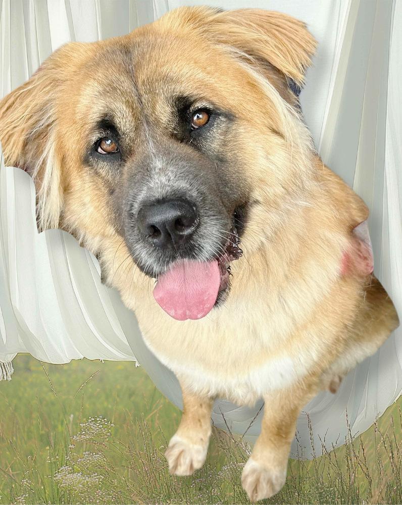 Cayenne, a Adoptable mixed breed in Jamul, CA image 2/3