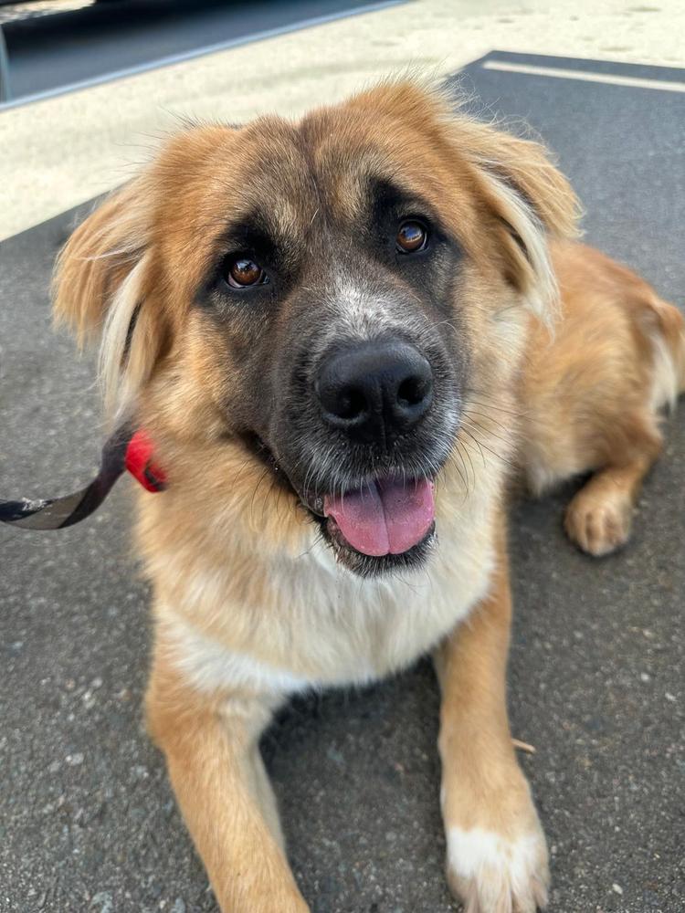 Cayenne, a Adoptable mixed breed in Jamul, CA image 3/5